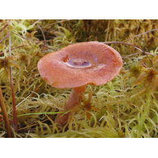 Мицелий Груздя горького / Груздь рыжий (Lactarius rufus)